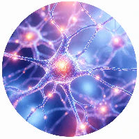 Brain & Focus